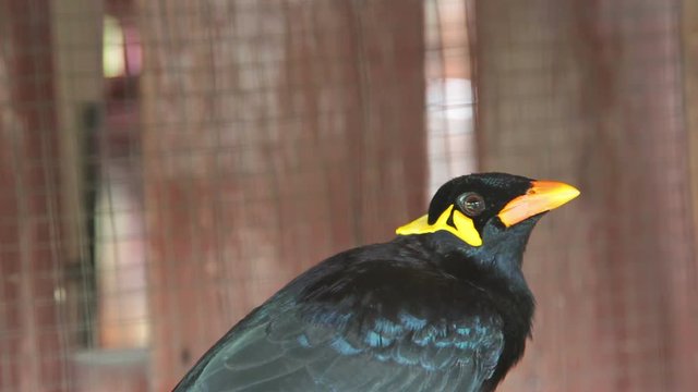 Bird names "Common hill myna" in cage singing, closeup