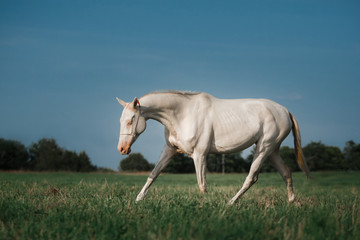 Obraz premium White Horse Akhal-Teke