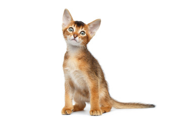 Little Abyssinian Kitty Sitting and Curious Looks up on Isolated White Background, Front view