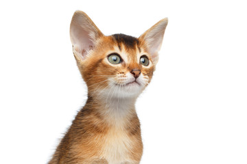 Naklejka na ściany i meble Close-up Face of Cute Abyssinian Kitty Curious Looks on Isolated White Background, Front view