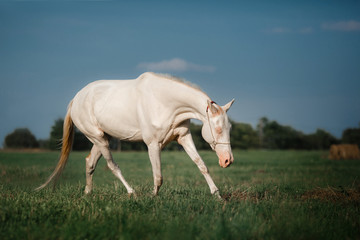 Obraz na płótnie Canvas White Horse Akhal-Teke