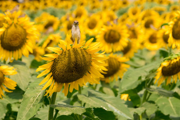 ヒマワリと小鳥