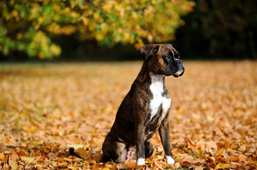 Deutscher Boxer im Park