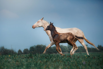 Mare with foal