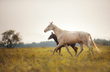 Fototapeta na wymiar Mare with foal