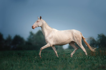 Plakat White Horse Akhal-Teke