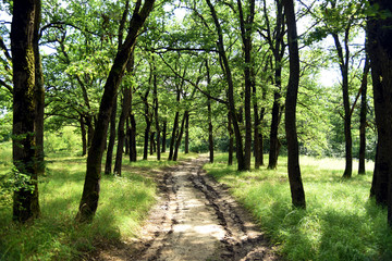 Fototapeta premium Russian forest