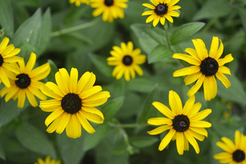 Daisy yellow