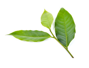 Obraz premium tea leaf on white background