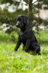 cute black Labrador puppy sitting on the grass