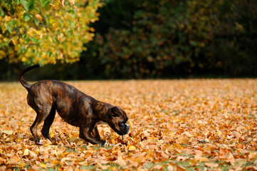 Deutscher Boxer im Park