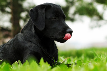 Cute black dog puppy Labrador in the summer licks pink tongue