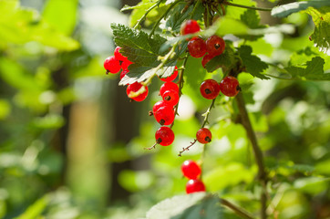 Red currants