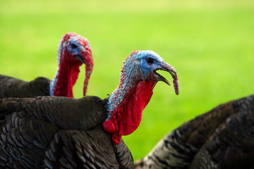 turkeys