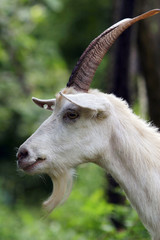 portrait of a goat