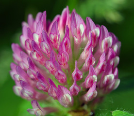 pink clover