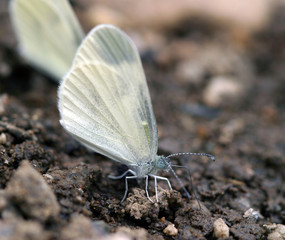 Obraz premium Butterfly