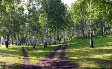 birch grove