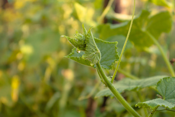 Green plant on blurred background