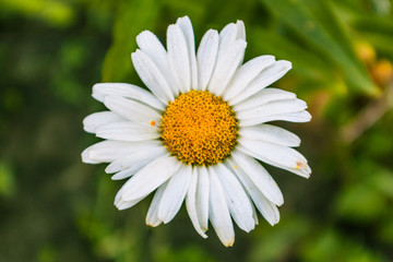 Fototapeta premium White Daisy field