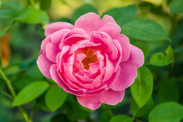 Roses with red petals.
