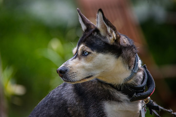 Portrait eines Huskys