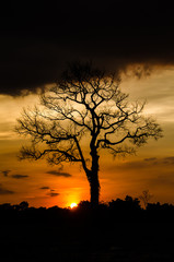 Naklejka premium sunset with silhouette of tree