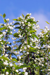Obraz premium apple tree in bloom