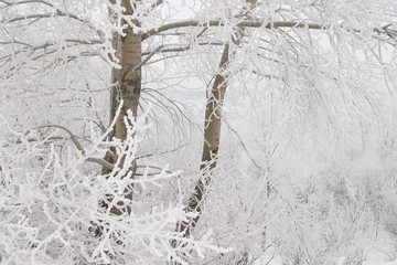 Winter on the river