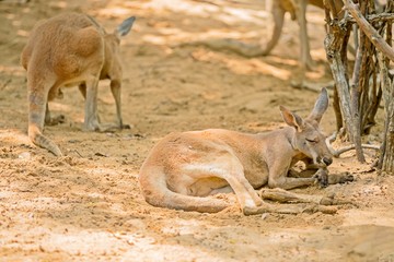Naklejka na ściany i meble young Red kangaroo lying on ground under tree shade with copy space 
