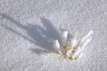 frost on a dry grass