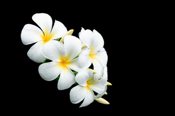 Fototapeta na wymiar White and yellow tropical flowers, Frangipani, Plumeria isolated