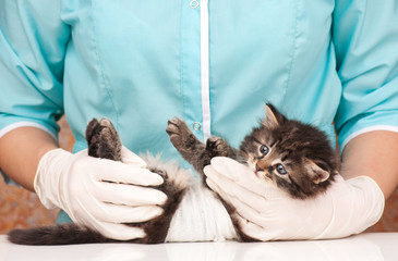 Cute little kitten