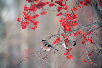 bullfinches on tree