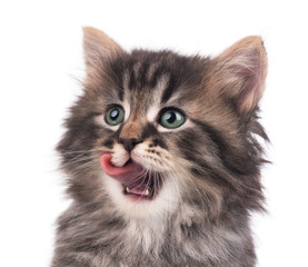 Cute siberian kitten