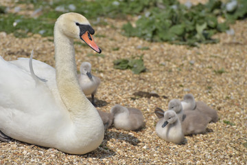 Obraz premium Adult swan nurturing cygnets, Abbotsbury Swannery, Dorset