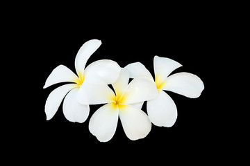 Fototapeta na wymiar Close up white and yellow frangipani flower isolated on white