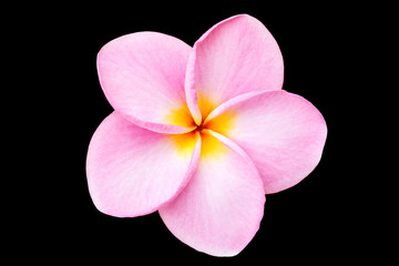 Close up pink frangipani flower isolated on white
