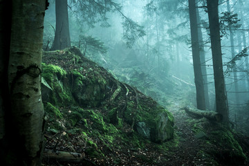 beautiful green landscape of misty wood 