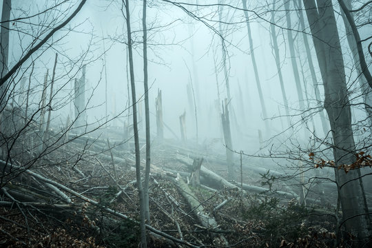 fallen and broken by storm trees in forest in Carpathian mountains