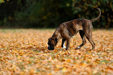 Deutscher Boxer im Park