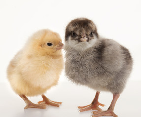 Fototapeta premium Small fluffy chickens