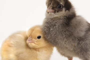 Obraz premium Small fluffy chickens