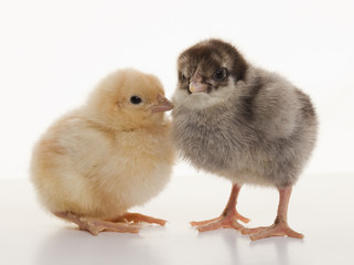 Small fluffy chickens