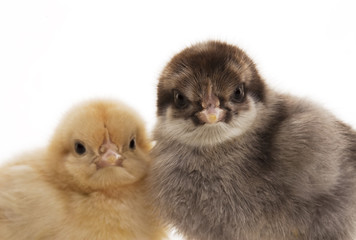 Small fluffy chickens