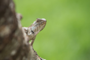 Macro lizard on tree with green nature