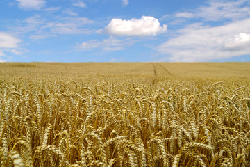 Naklejka premium Ears of ripe wheat on a background of blue sky (summer landscape)