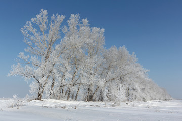 Trees in hoarfrost standing on a snow glade in the winter