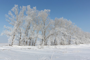 Trees in hoarfrost standing on a snow glade in the winter