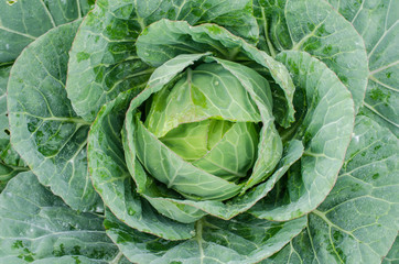 Fototapeta premium close-up of fresh green cabbage in the vegetable garden